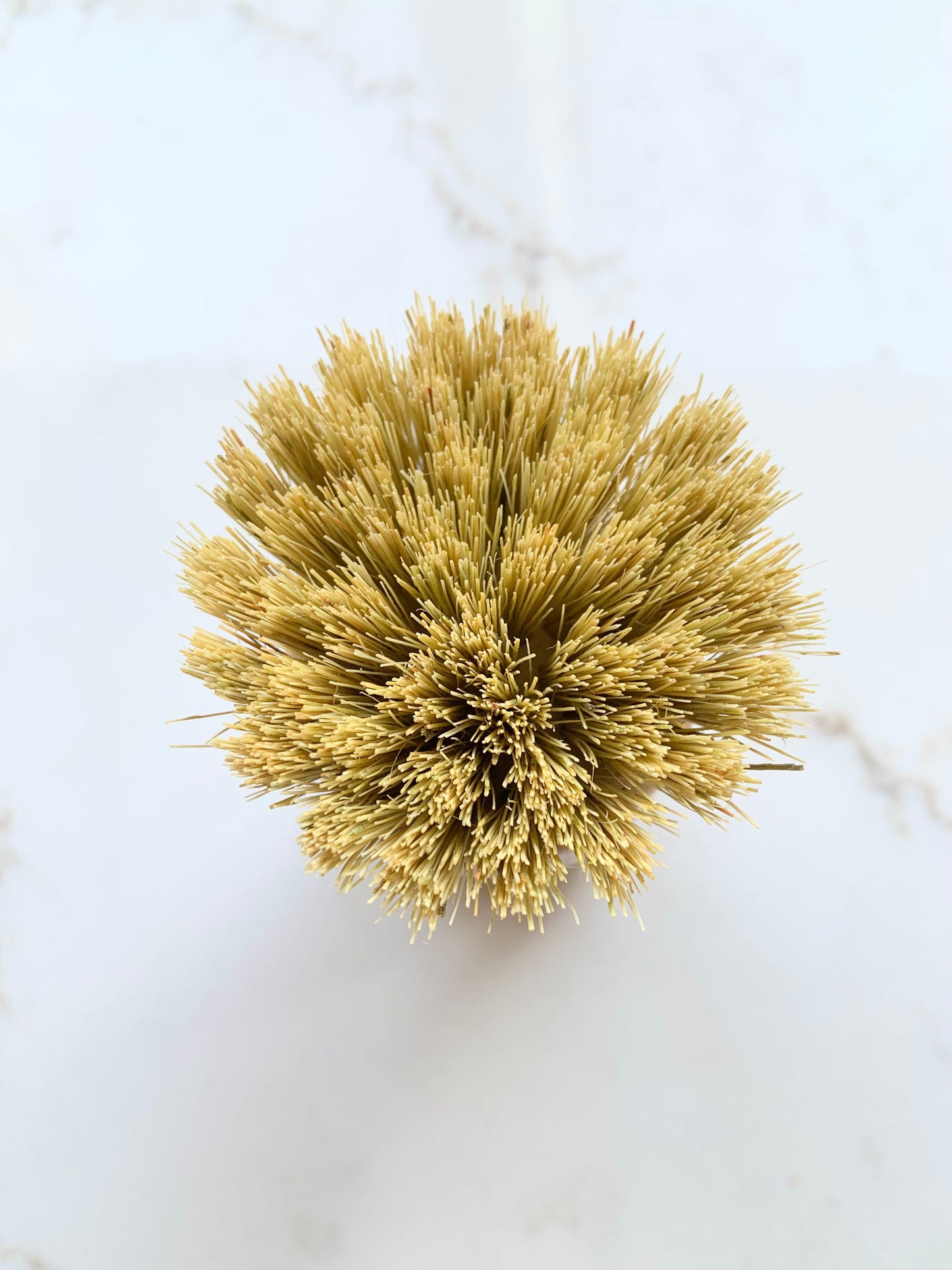Short Handle Dish Brush